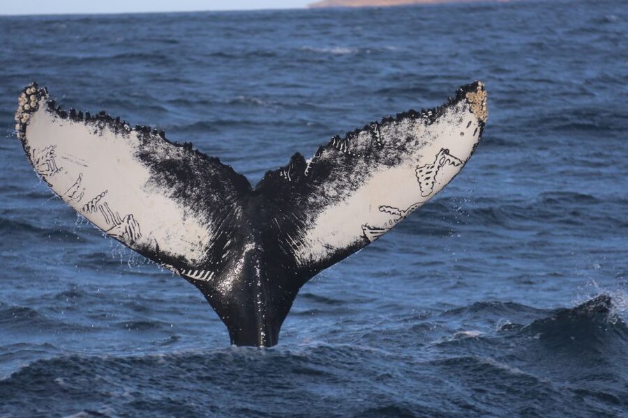 From Dalvik: Arctic Whale Watching in Northern Iceland - The first five minutes: safety before scenery