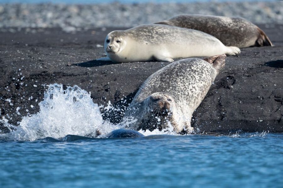 From Reykjavík: 3-Day Tour of the Wild Westfjords - FAQ