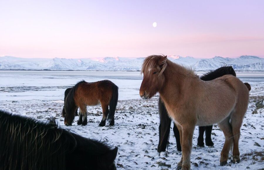 From Reykjavik: 6-Day Icelandic Ring Road Tour - Day 5: Whale watching and the Trollaskagi coast