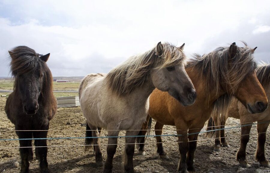 From Reykjavik: 6-Day Icelandic Ring Road Tour - Day 1: Golden Circle icons and the South Coast