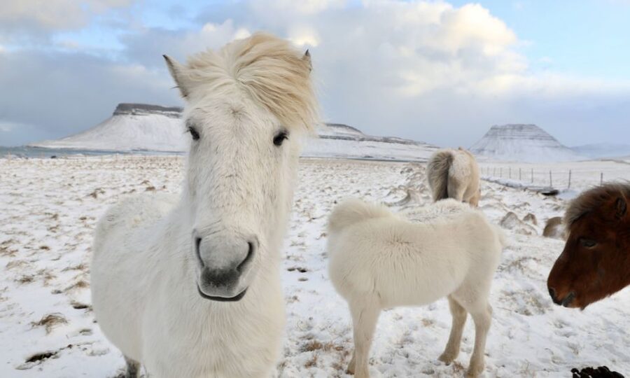 From Reykjavík: Full-day Golden Circle & Horse Riding Tour - Why this combination works so well