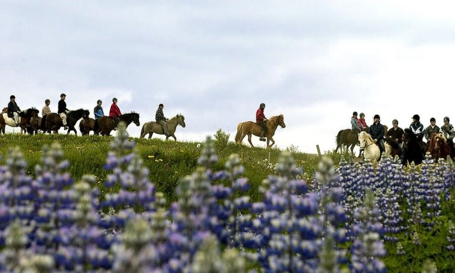 From Reykjavík: Full-day Golden Circle & Horse Riding Tour - Thingvellir National Park and the meeting of continents