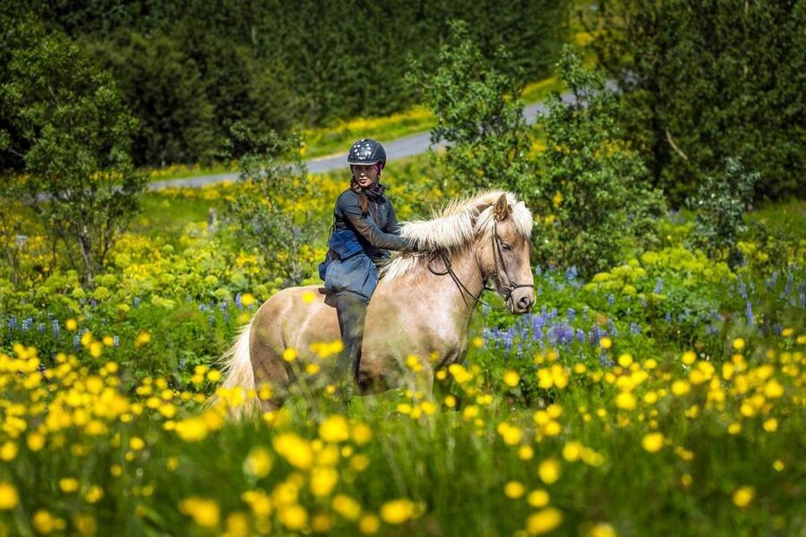 From Reykjavik: Full-Day Horse Riding & Golden Circle Tour - Lunch and the gap before the Golden Circle