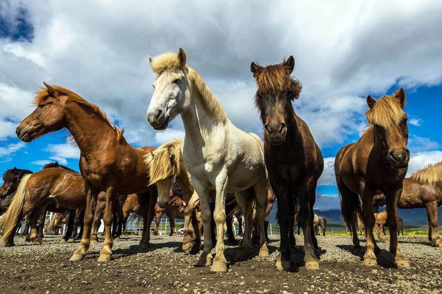 From Reykjavik: Full-Day Horse Riding & Golden Circle Tour - Geysir and Strokkur: steam on a schedule