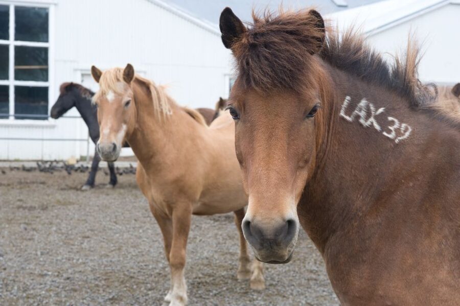 From Reykjavik: Full-Day Horse Riding & Golden Circle Tour - Gullfoss: the day’s big finish