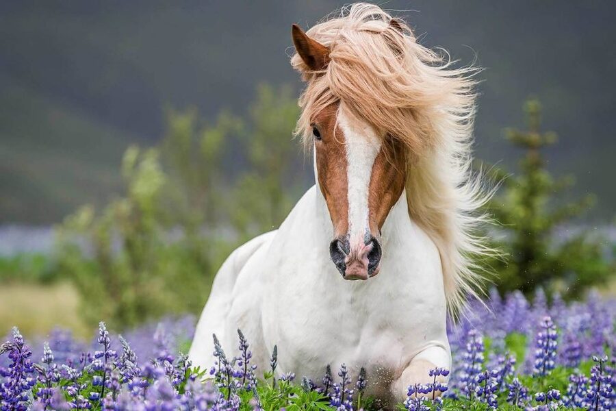 From Reykjavik: Full-Day Horse Riding & Golden Circle Tour - What the horse ride is really like