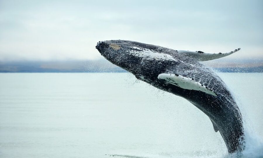 From Reykjavik: Full Day Whale Watching & Golden Circle Tour - Should you book this tour?