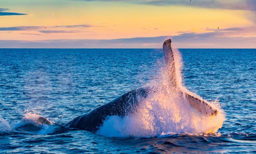 From Reykjavik: Full Day Whale Watching & Golden Circle Tour - Geysir and the five-minute wait that may pay off