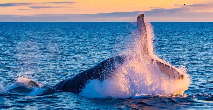 From Reykjavik: Full Day Whale Watching & Golden Circle Tour - Changing from boat to coach in Reykjavík