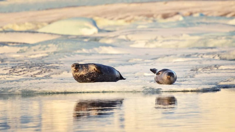 From Reykjavik: Glacier Lagoon and Fjaðrárgjúfur Canyon Tour - Key points to know before booking
