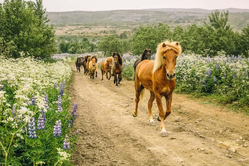 From Reykjavík: Icelandic Horse Riding Tour in Lava Fields - Riding Iceland’s volcanic ground near Reykjavík