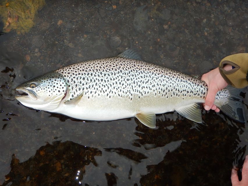 From Reykjavik: Lake and River Fishing Tour - The return to Reykjavik