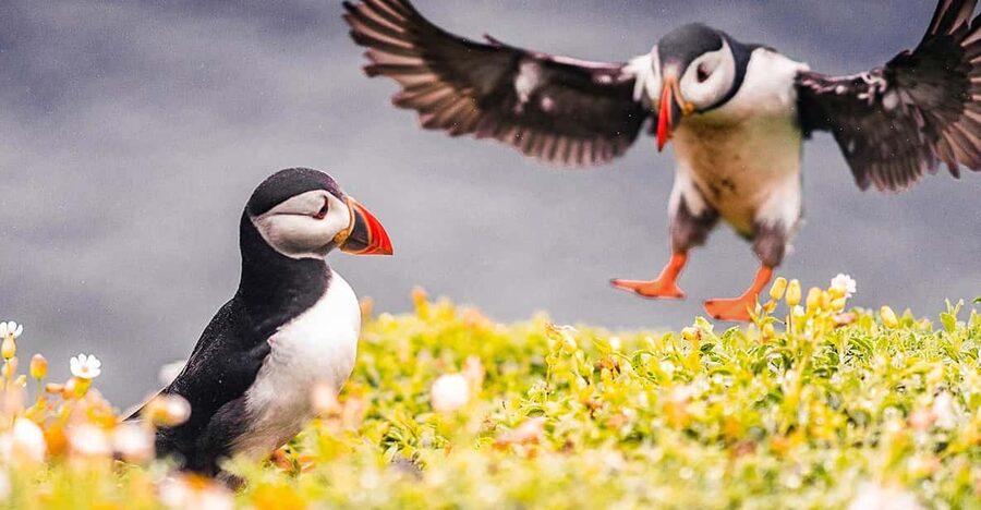 From Reykjavik: Puffin and Volcano Tour in Westman Islands - Key points to know before you book