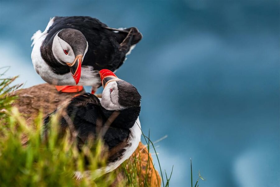 From Reykjavik: Puffin and Volcano Tour in Westman Islands - Elephant Rock and the first look at volcanic Heimaey