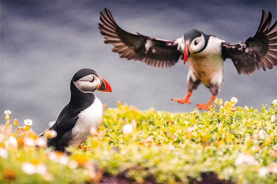 From Reykjavik: Puffin and Volcano Tour in Westman Islands - Eldheimar, the Pompeii of the North
