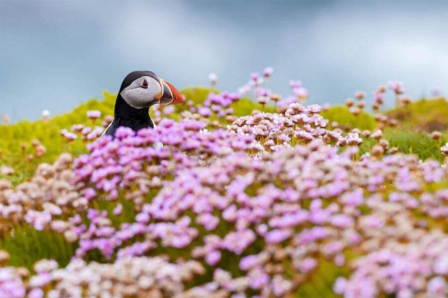From Reykjavik: Puffin and Volcano Tour in Westman Islands - Lunch in town, with your own budget