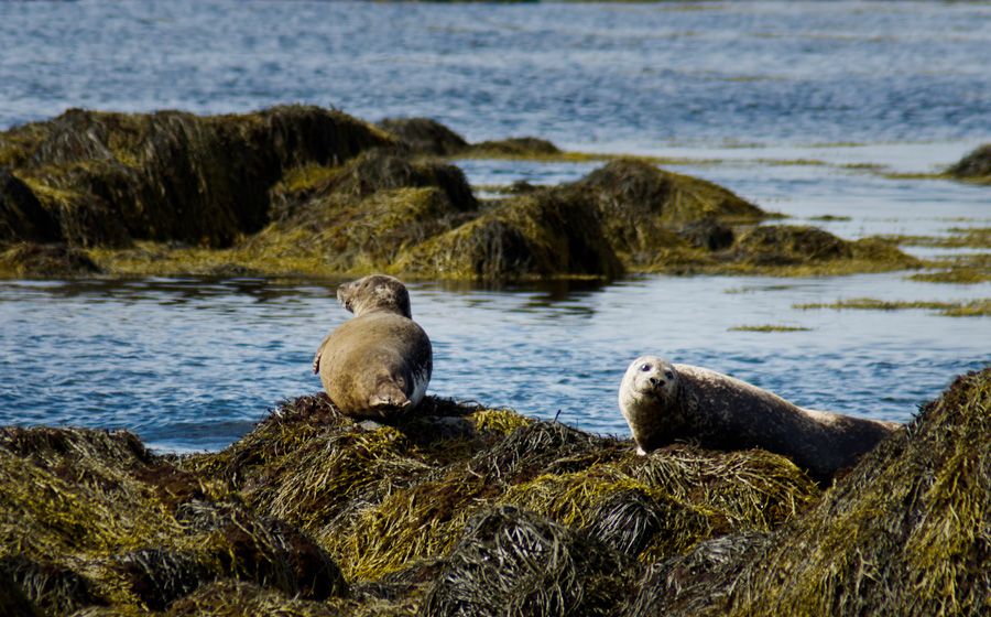 From Reykjavik: Snaefellsnes National Park - Small Group - Why Snæfellsnes earns the name Iceland in Miniature