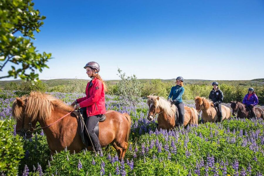From Reykjavík: Viking Horseback Tour in Hafnarfjörður - Why the Icelandic horse makes this ride different