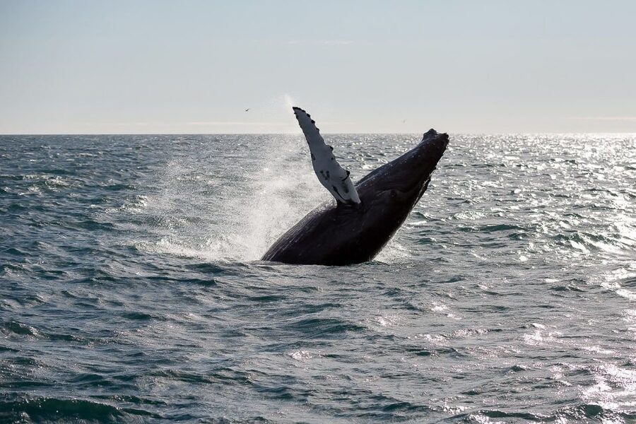 From Reykjavik: Whale Watching Tour - Key points to know before sailing