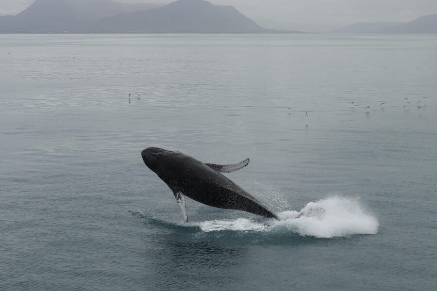 From Reykjavik: Whale Watching Tour - Sailing from Geirsgata 11 into open water