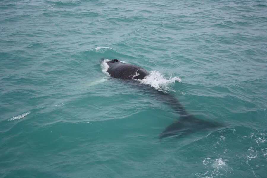 From Reykjavik: Whale Watching Tour - Faxaflói Bay is where the real search begins