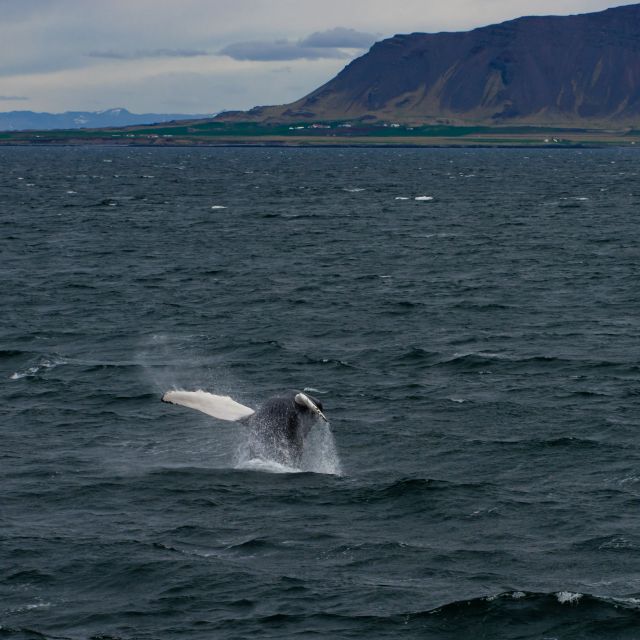 From Reykjavik: Whale Watching Tour - What whale sightings are really like