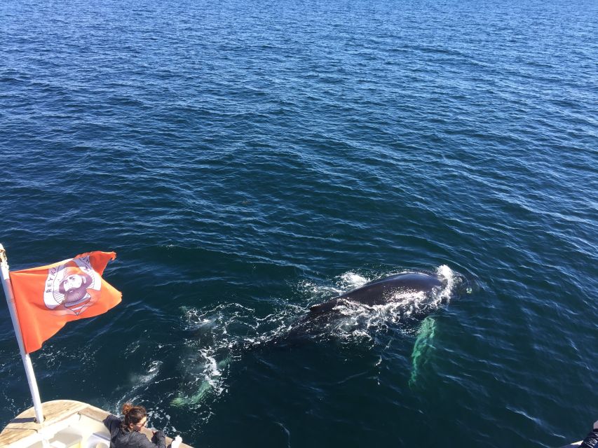 From Reykjavik: Whale Watching Tour - Views beyond the whales