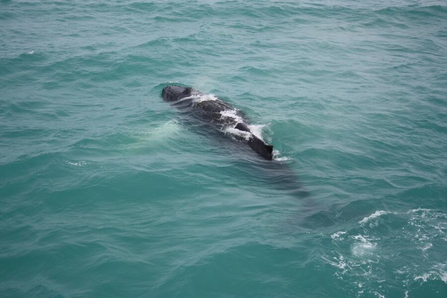 From Reykjavik: Whale Watching Tour - Boat comfort, crowds, and the best viewing spot