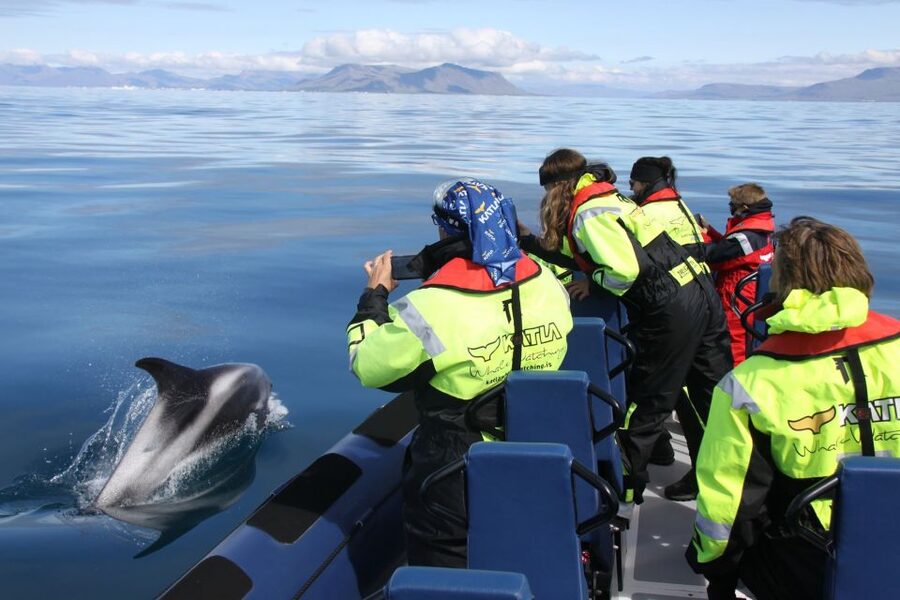 From Reykjavik: Whale Watching Tour by Speedboat - A fast start from Reykjavik’s old harbor
