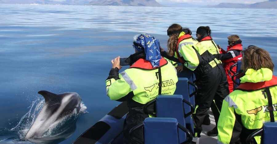 From Reykjavik: Whale Watching Tour by Speedboat - What you might see near the boat