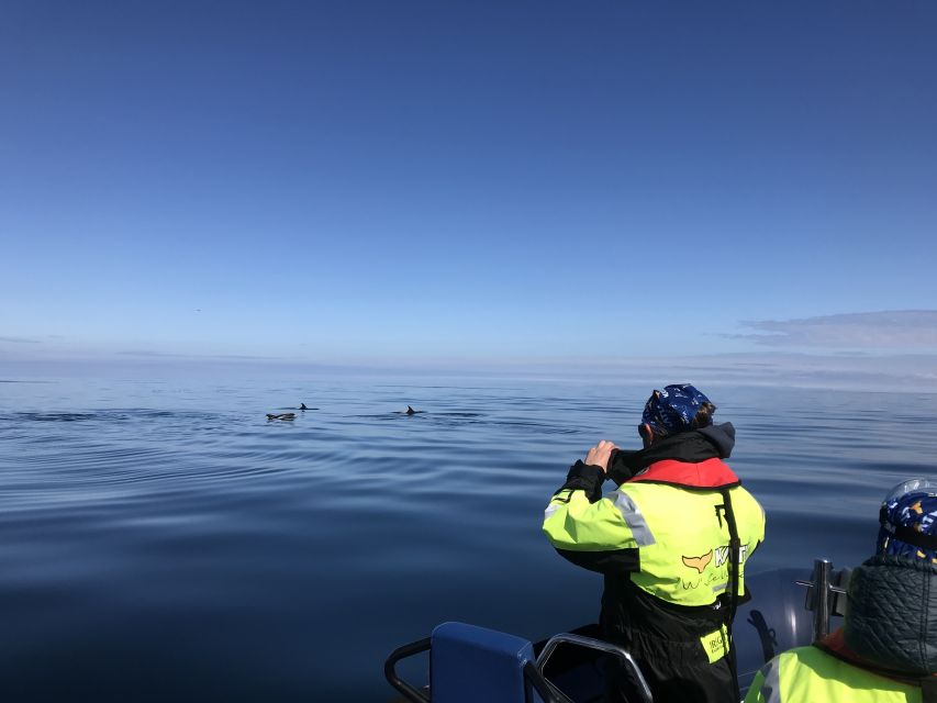 From Reykjavik: Whale Watching Tour by Speedboat - The ride is part of the attraction