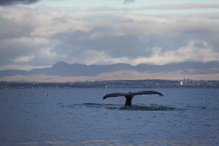 From Reykjavik: Whale Watching Tour by Speedboat - Safety, age, and comfort details