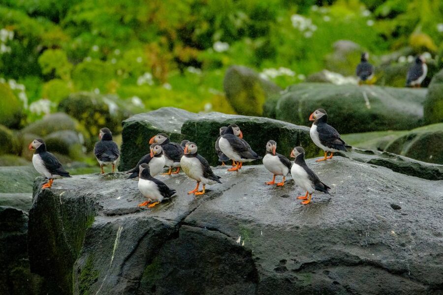 From Reykjavik: Whale Watching Tour by Speedboat - Who will enjoy this trip most