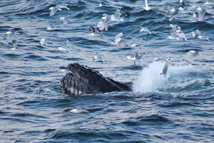 From Reykjavik: Whale Watching Tour - Kollafjörður offers a calm start