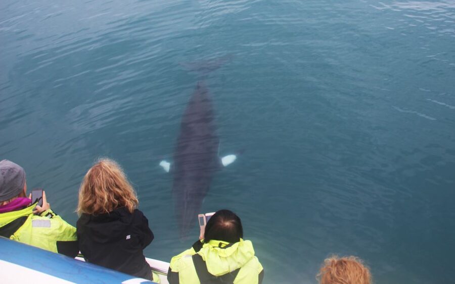 From Reykjavik: Whales and Northern Lights Boat Tour - Two Iceland icons, handled in one long day