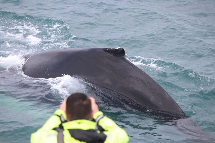 From Reykjavik: Whales and Northern Lights Boat Tour - What the whale search feels like