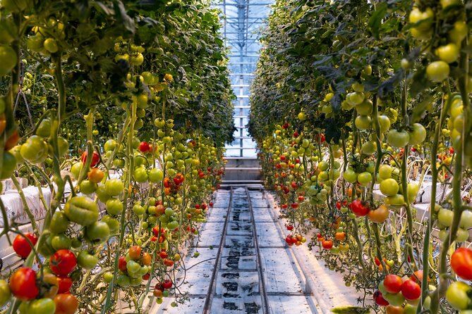 Golden Circle and Lunch at Fridheimar Tomato Farm - with photos - Fridheimar turns lunch into an attraction