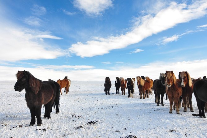 Golden Circle & Viking Horse Experience - Geysir: steam, mud, and sudden bursts of water