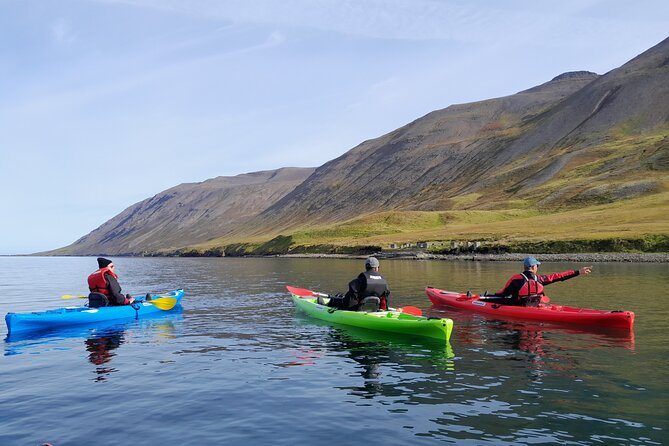 Guided kayak tour in Siglufjörður / Siglufjordur. - Wildlife, geology, and the sound of the water