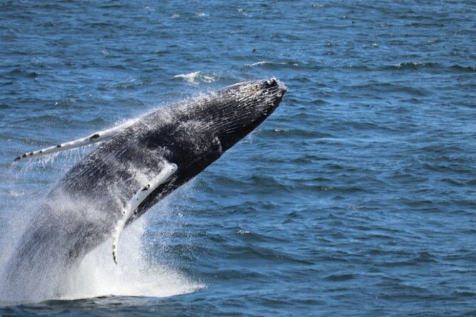 Guided Whale Watching Experience from Reykjavik - Sailing out from Reykjavik’s Old Harbour