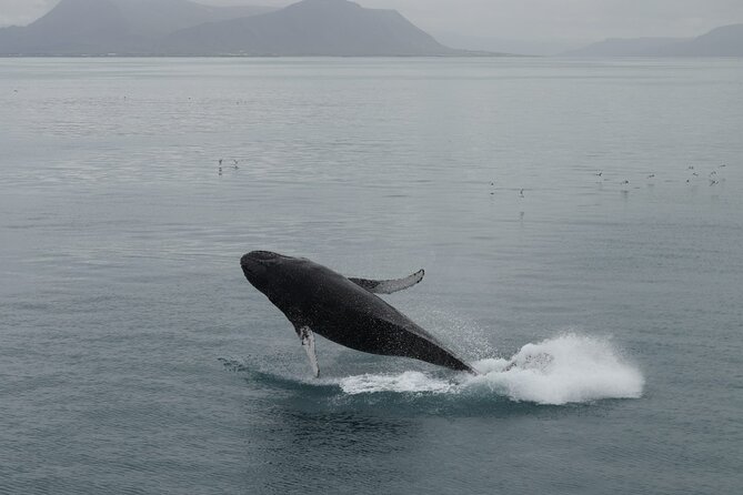 Guided Whale Watching Experience from Reykjavik - Faxaflói Bay and the search for whales