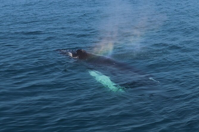 Guided Whale Watching Experience from Reykjavik - What to bring and how to plan the day