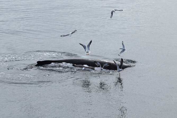 Guided Whale Watching Experience from Reykjavik - Should you book this Reykjavik whale watching trip?