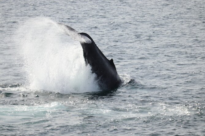 Guided Whale Watching Experience from Reykjavik - Staying warm when the deck turns cold