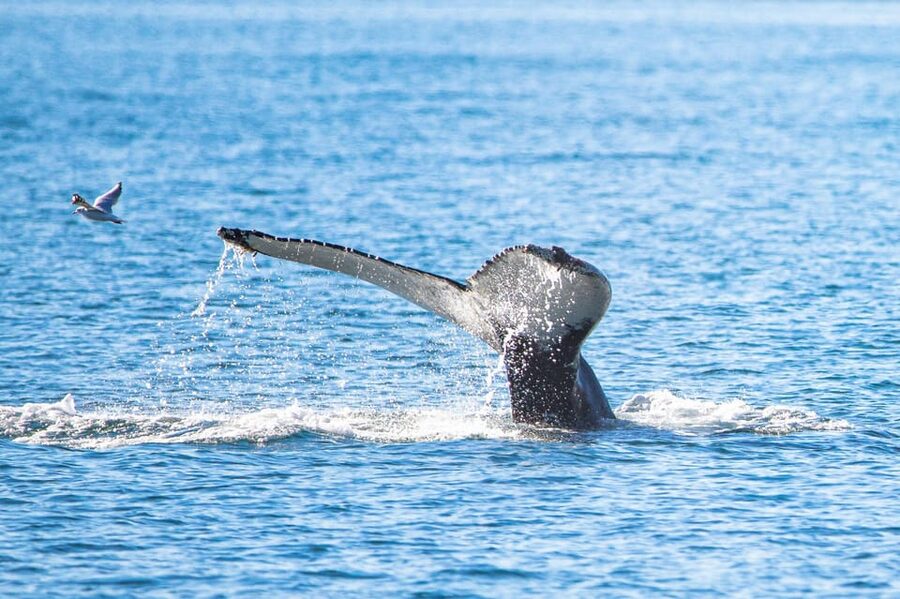 Hauganes: Whale Watching North Iceland - Starting at Hafnargata 2 in the harbor