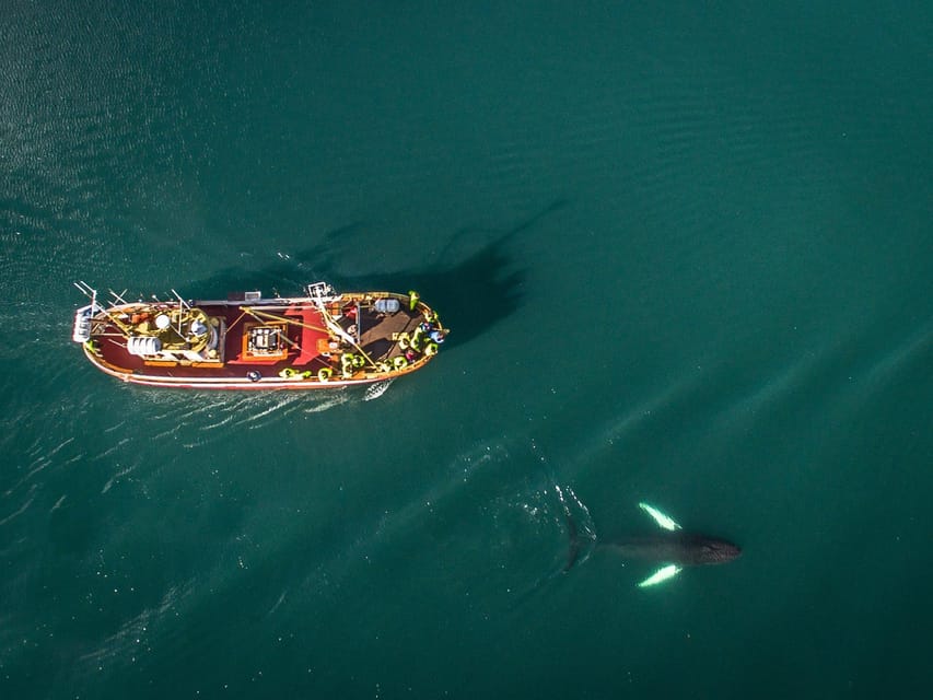 Hauganes: Whale Watching North Iceland - A respectful approach to wildlife