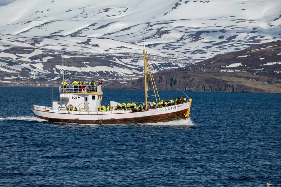 Hauganes: Whale Watching North Iceland - Who should book this Hauganes cruise?