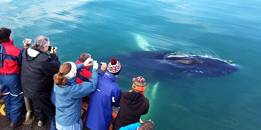 Hauganes: Whale Watching North Iceland - Booking details worth knowing