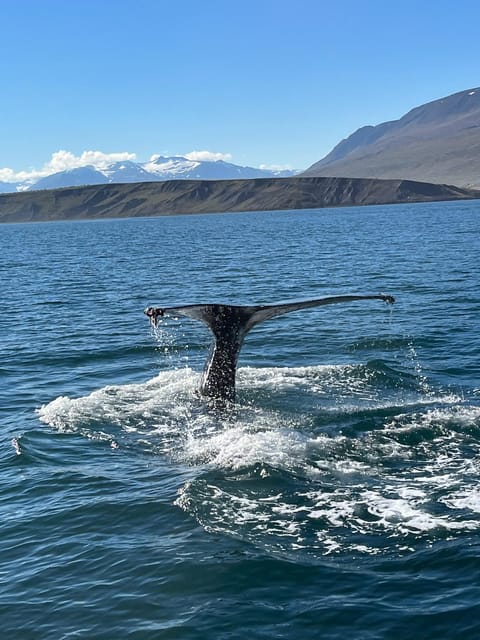 Hauganes: Whale Watching North Iceland - The first 30 minutes on the water