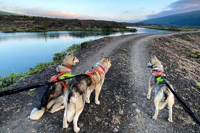 Hiking with Husky in Akureyri (private) - Meeting the GoHusky pack outside Akureyri